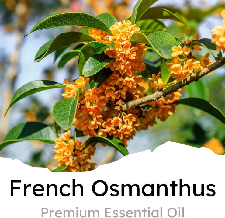 Car Air Freshener Vent Clip, French Osmanthus